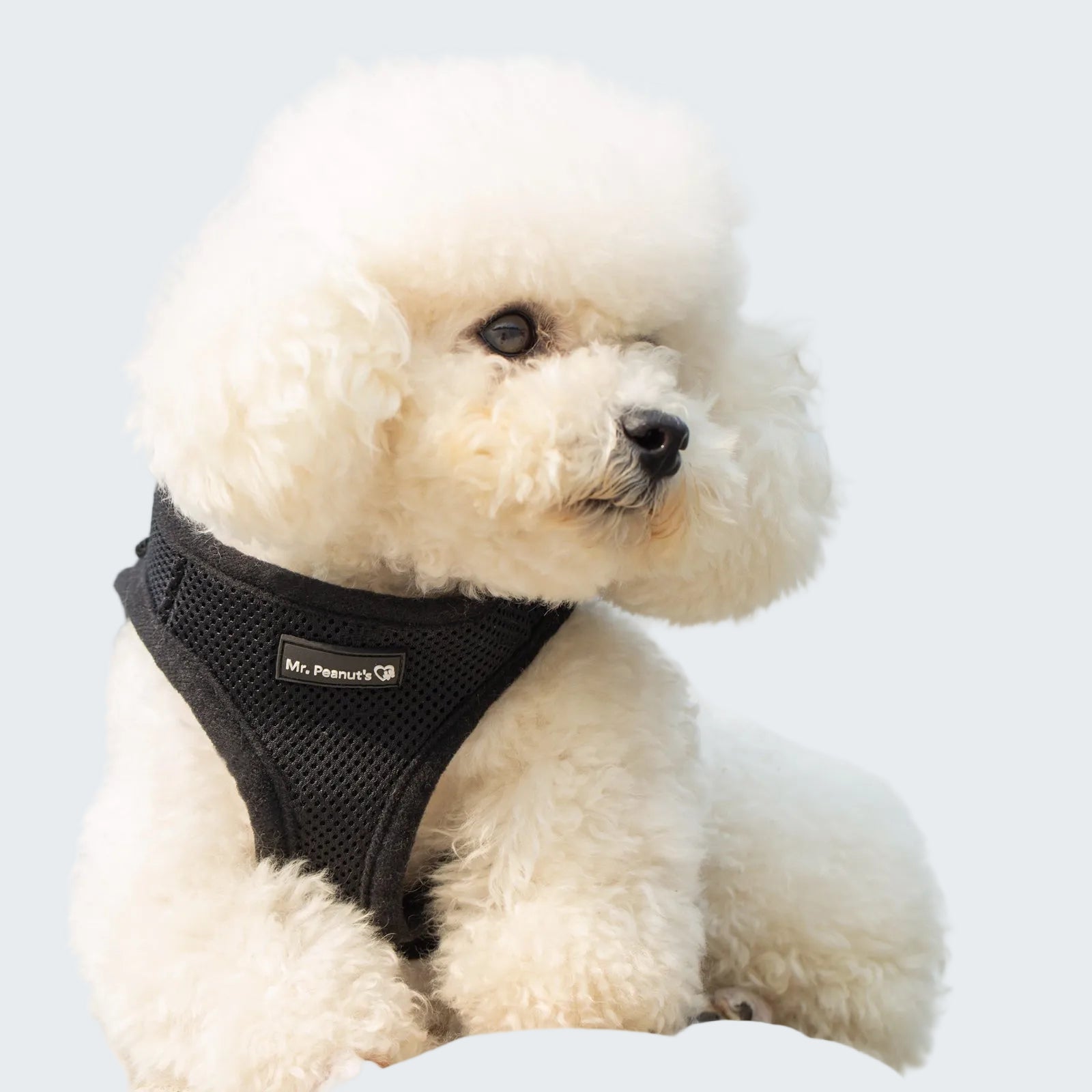 White dog wearing a black harness with a light blue background