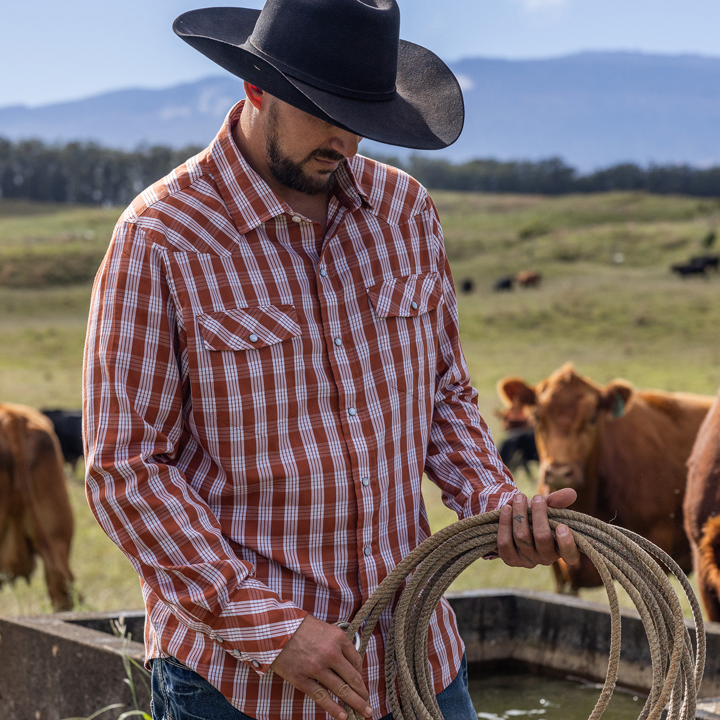 Man in a cowboy hat and plaid shirt holding a rope in a field with cows.