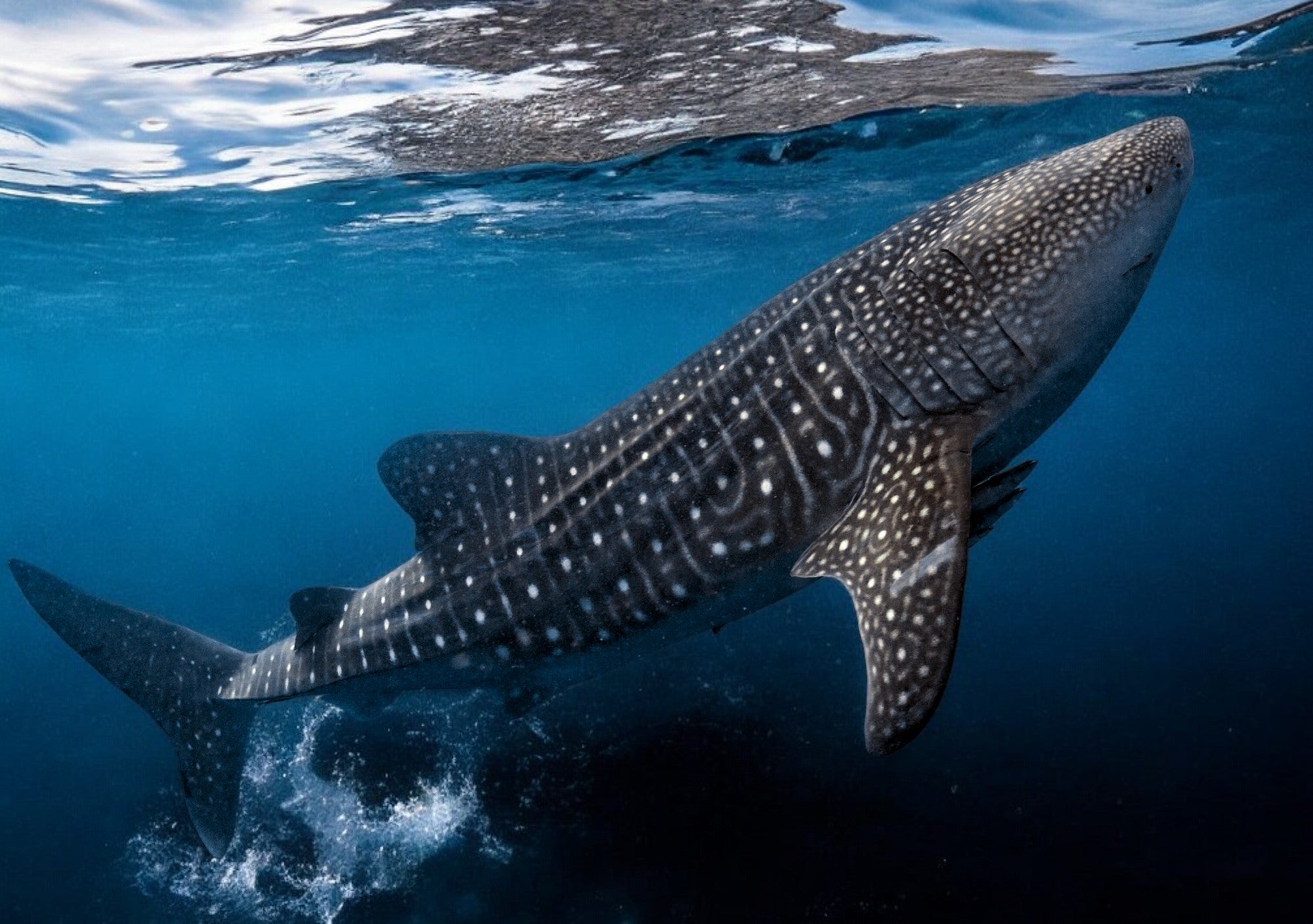 Whale shark swimming in clear blue water