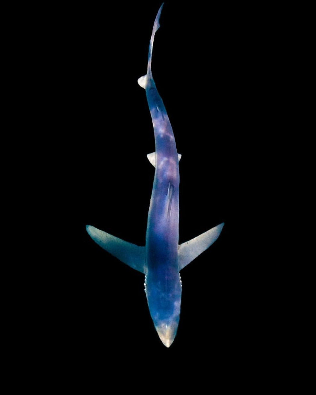 Sterling Silver Blue Shark Pendant Necklace