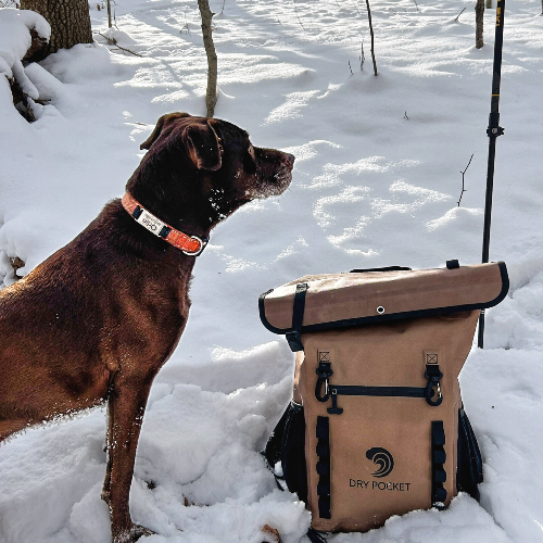 Dog standing next to a brown backpack labeled 'Dry Pocket' in a snowy outdoor setting.