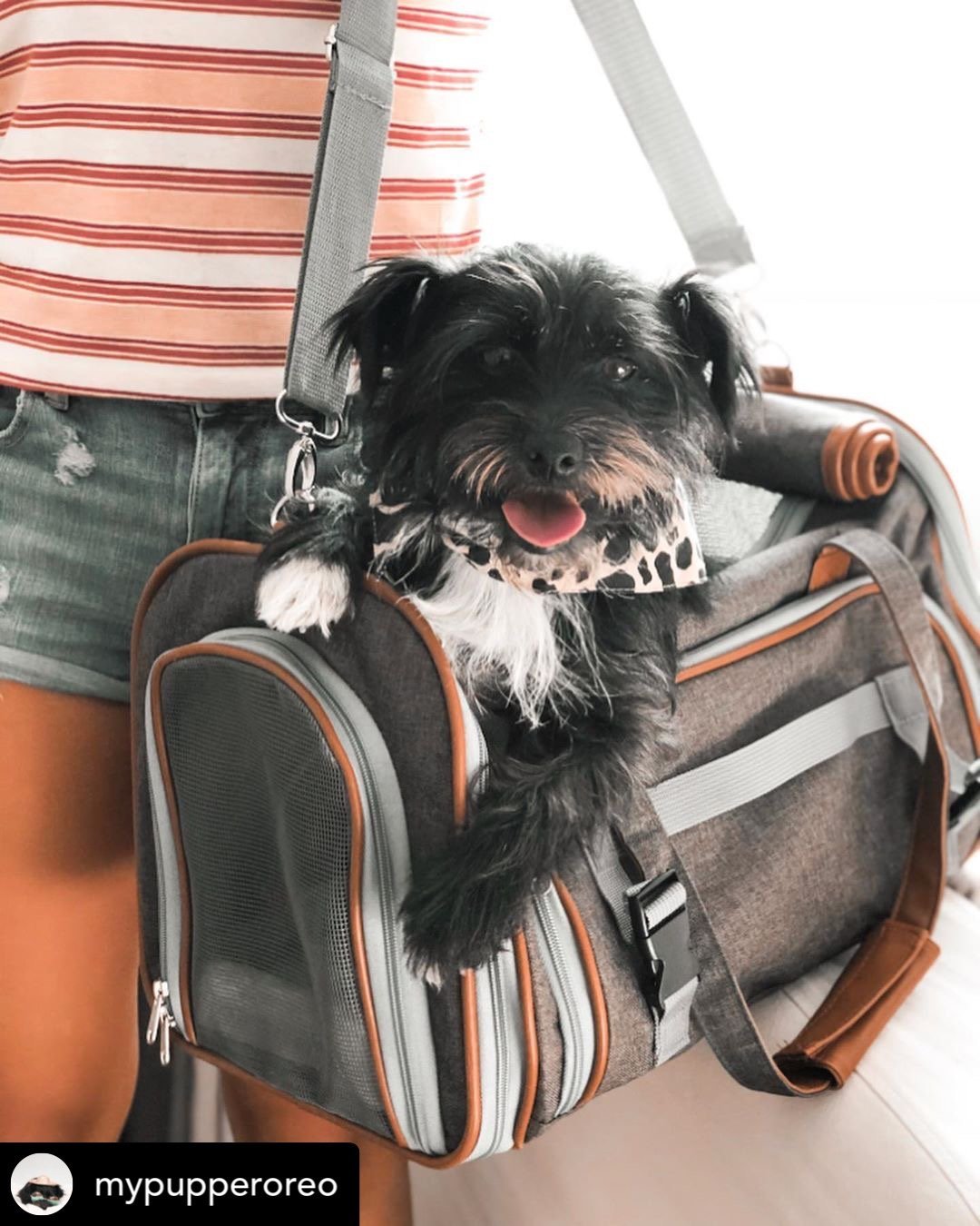 Dog in a pet carrier with a person wearing a striped shirt and denim shorts.
