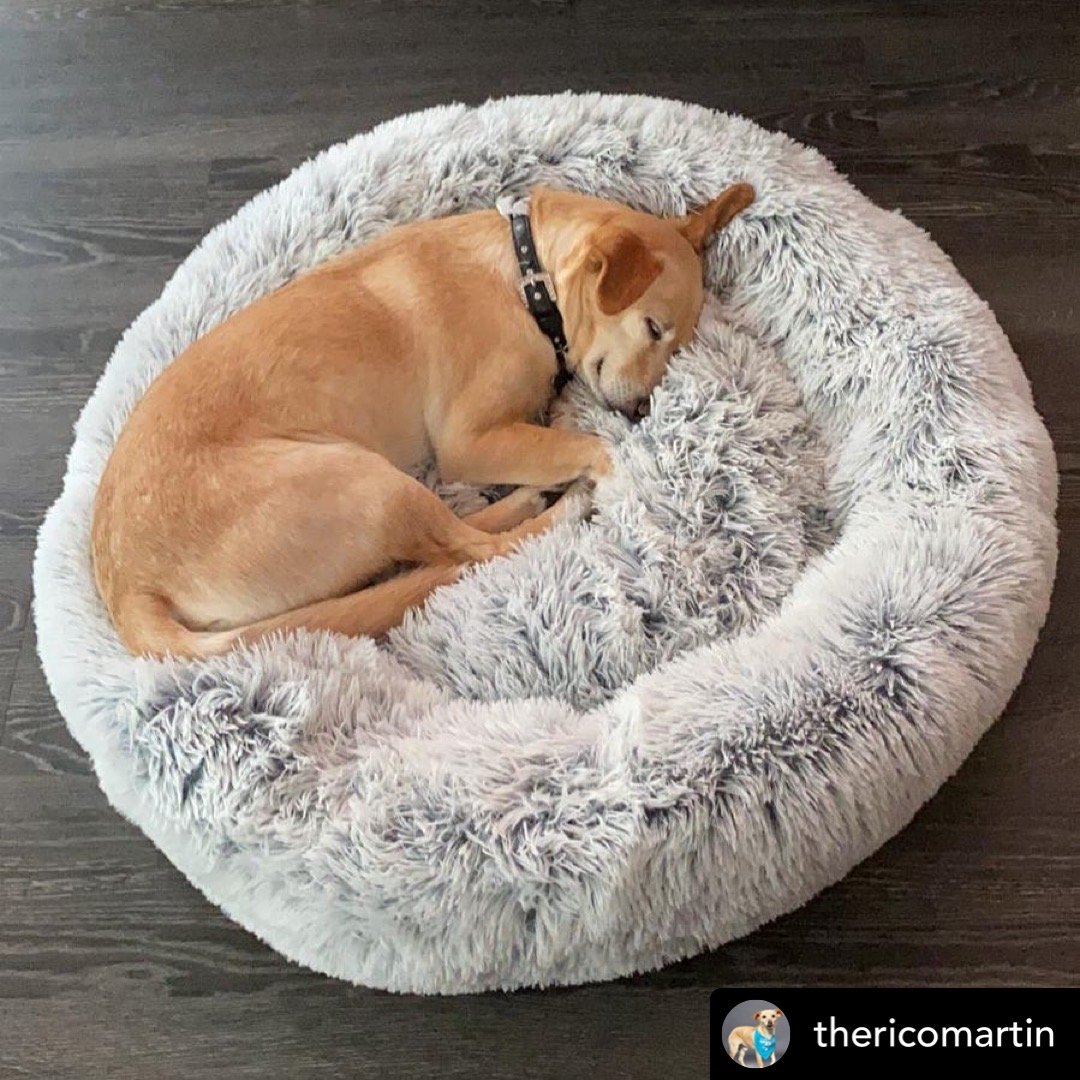 Dog resting on a fluffy gray pet bed on a wooden floor.