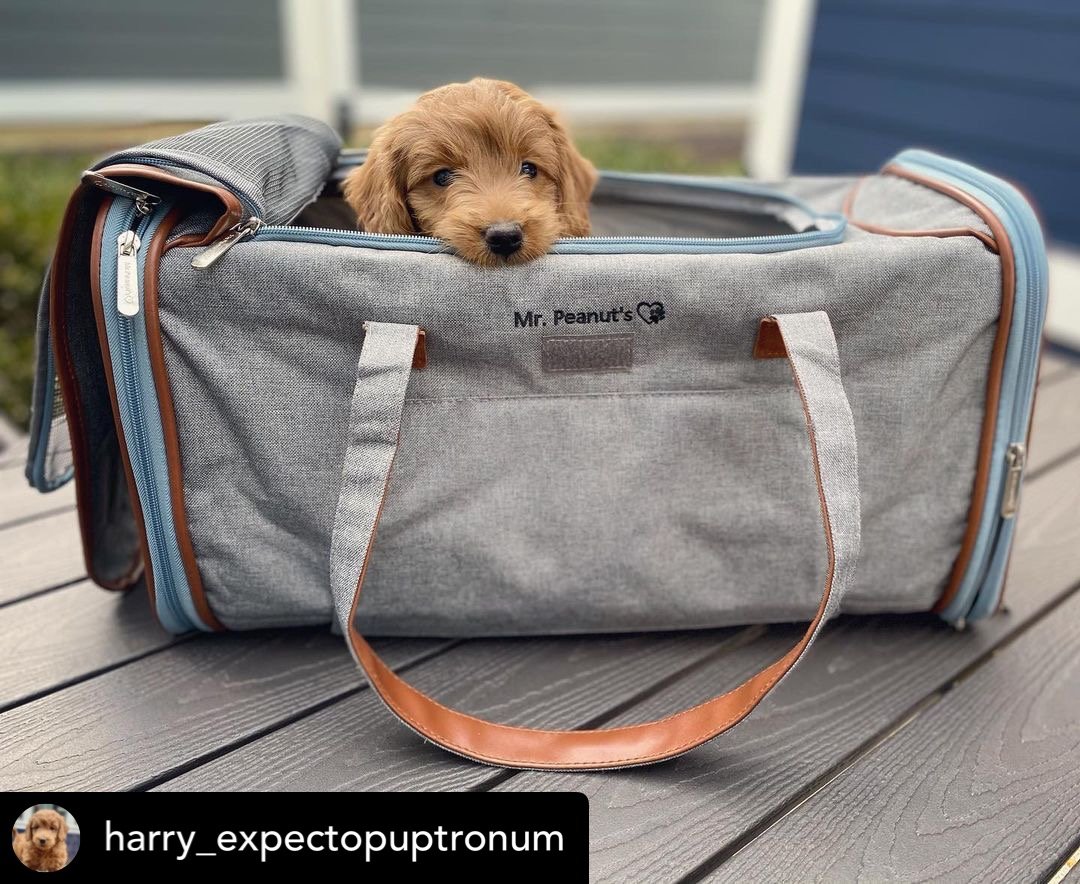 Dog peeking out from a gray pet carrier with 'Mr. Peanut's' branding on a wooden surface.
