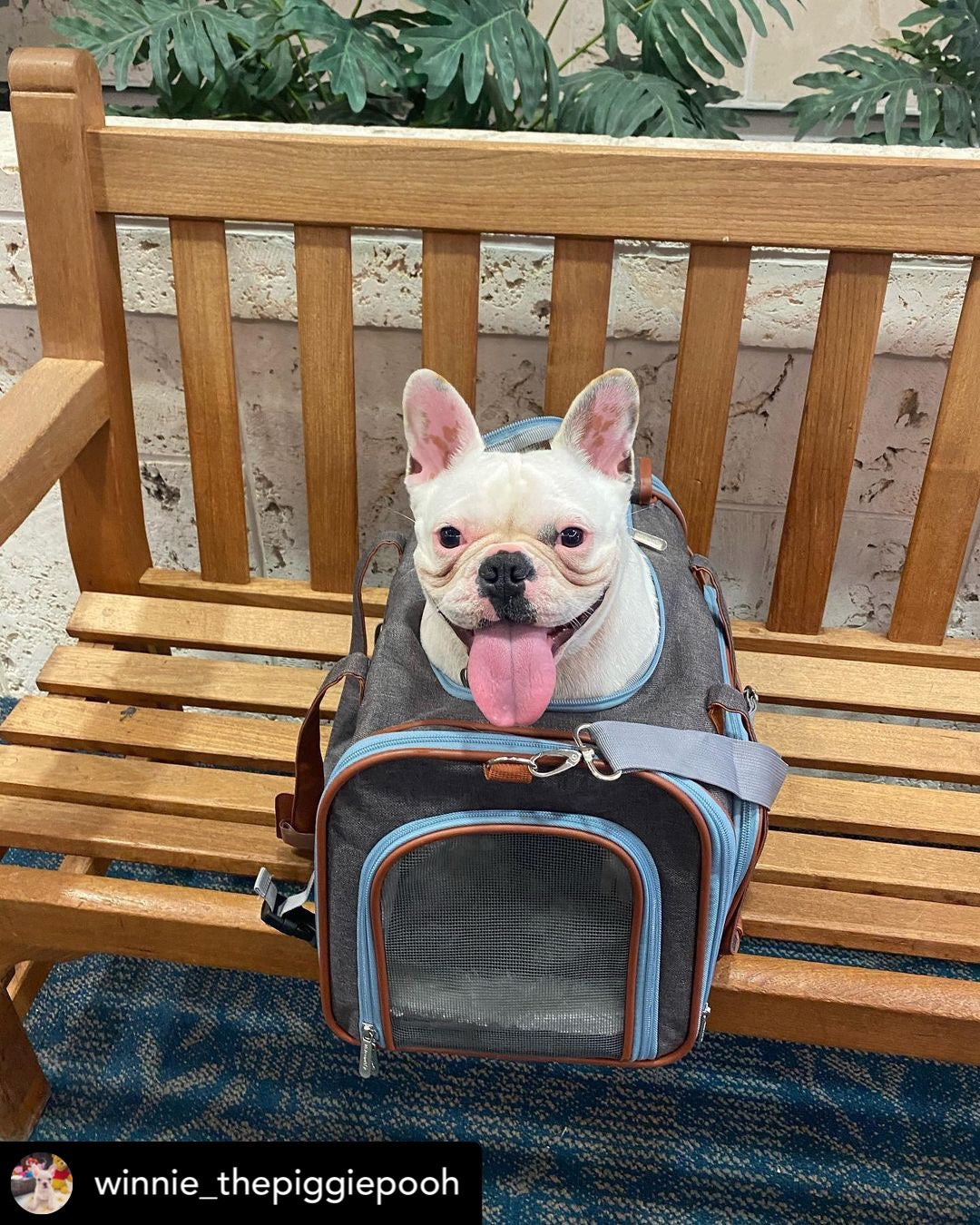 Dog in a pet carrier sitting on a wooden chair outdoors.