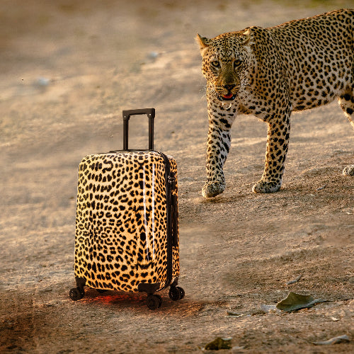Leopard walking behind a leopard-print suitcase on a sandy ground.