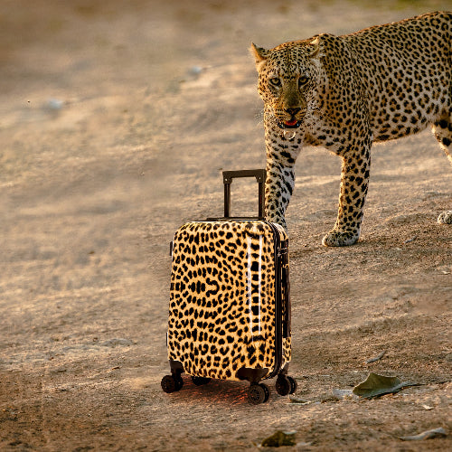 Leopard standing next to a leopard-print suitcase on a sandy ground.