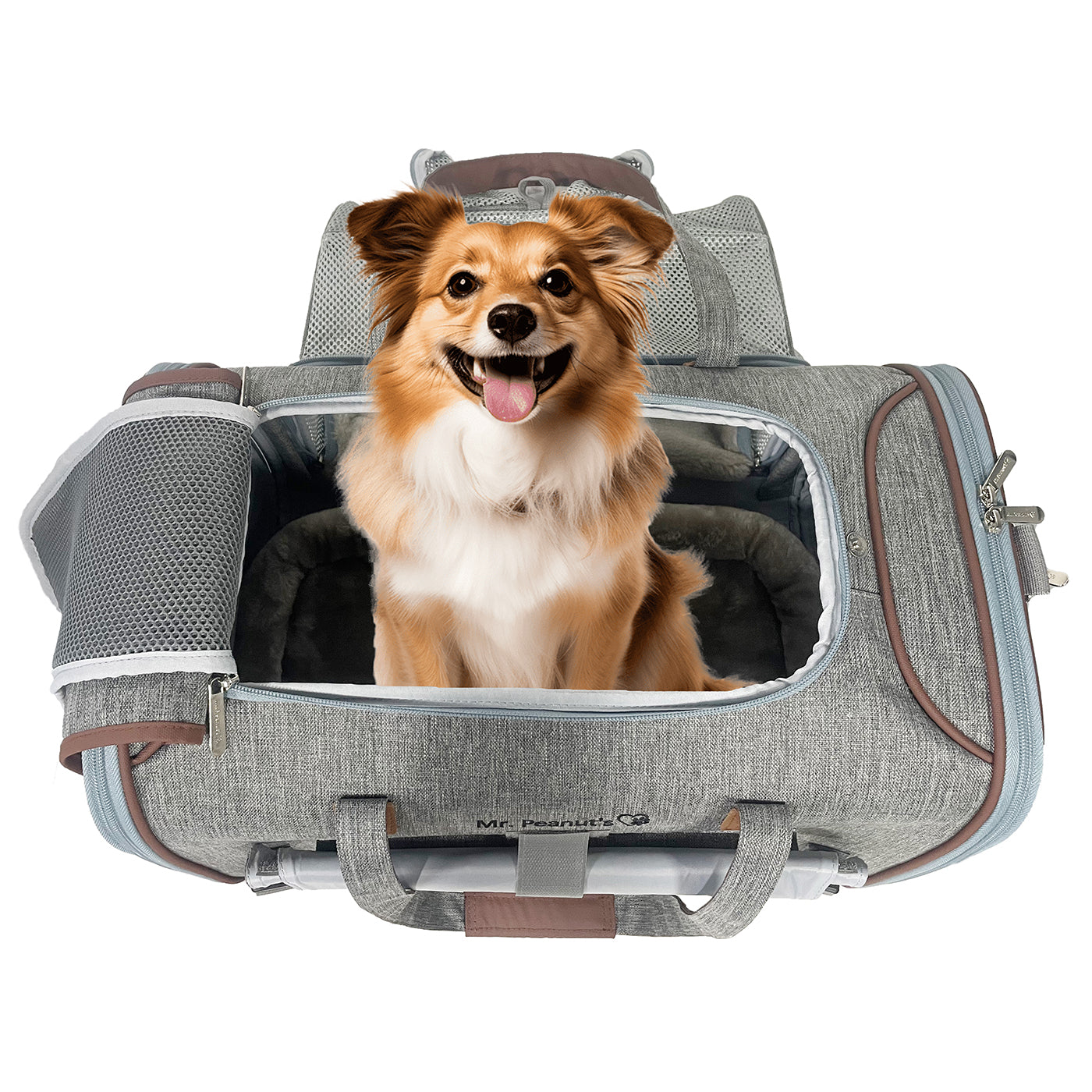 Dog sitting in a gray pet carrier with a white background