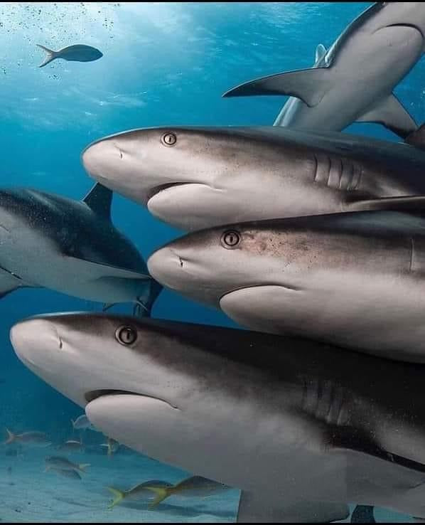 Shark Necklaces for Women Bronze