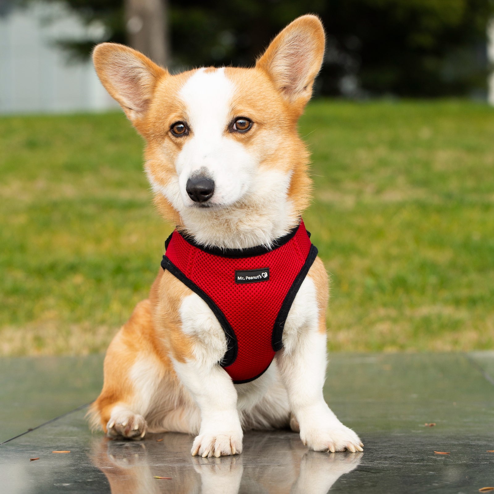 Corgi wearing a red harness sitting on a wooden surface with a grassy background