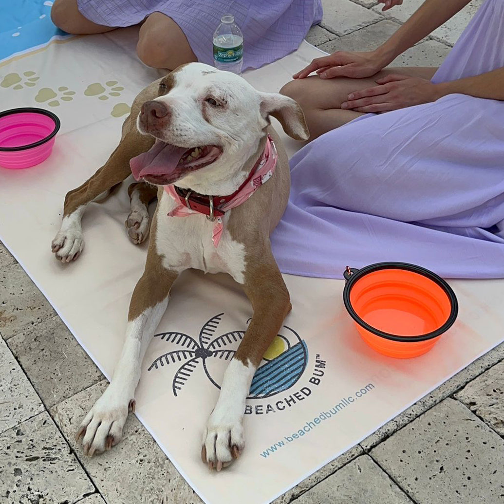 Dog sitting on a 'Beached Bum' branded mat with a person petting the dog and a water bottle in the background.
