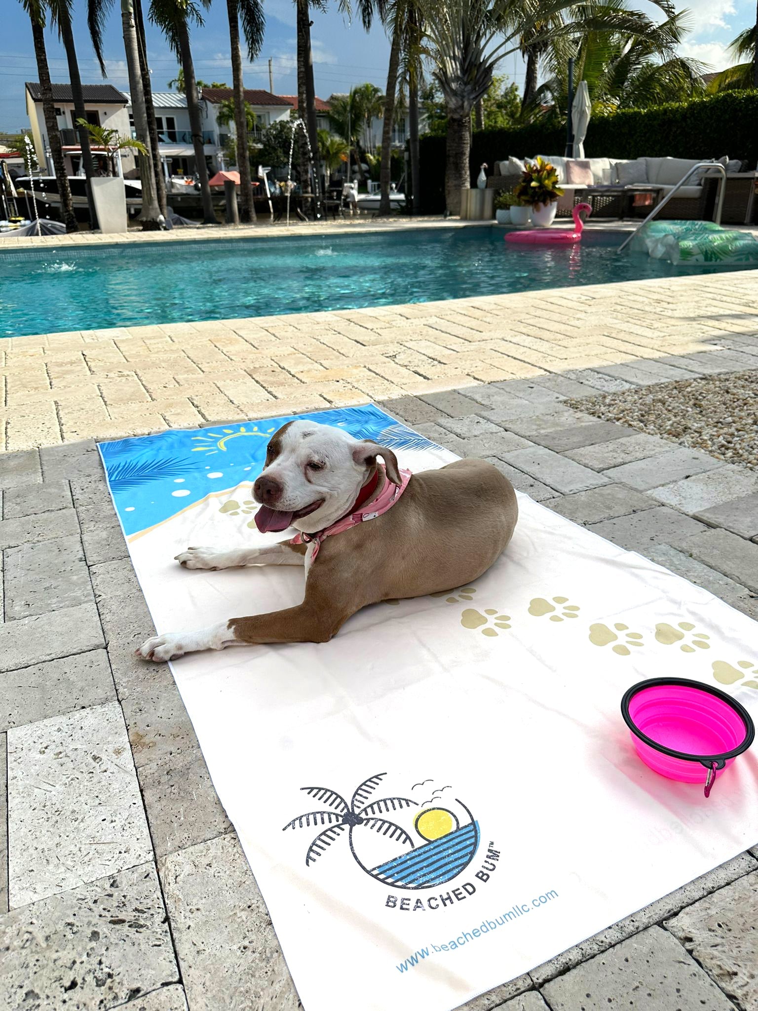 Dog lying on a towel by a pool with palm trees in the background